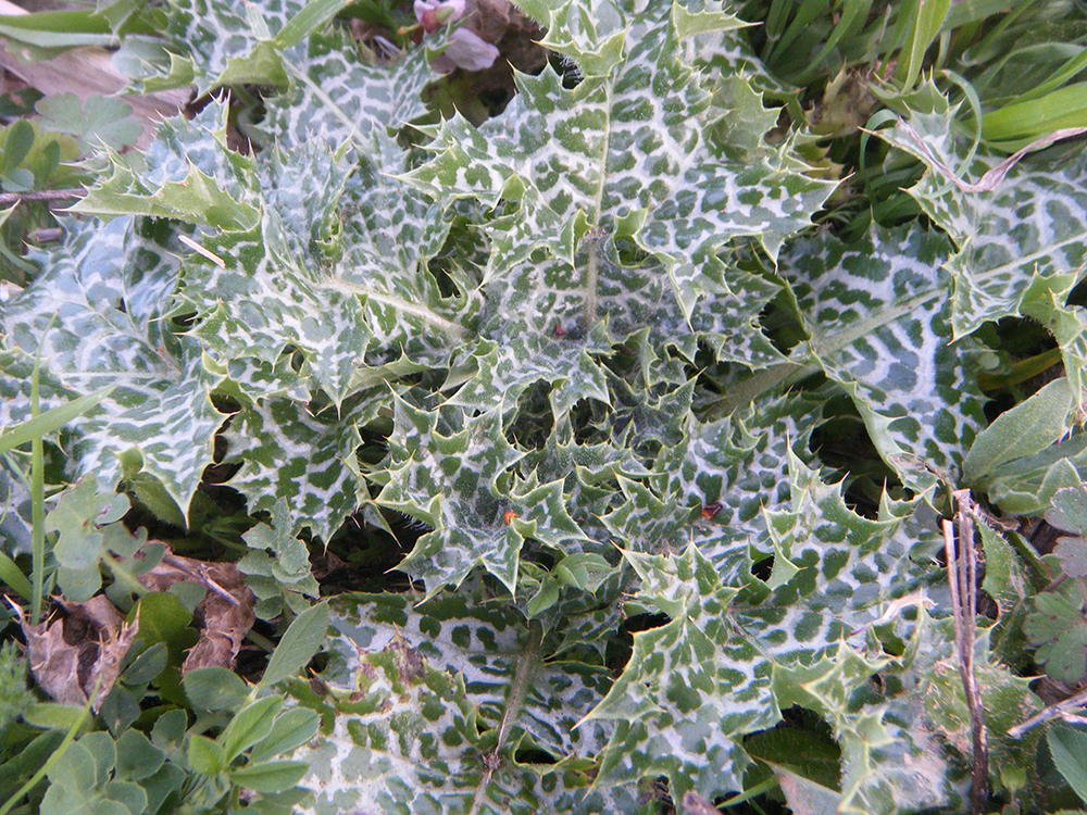 Silybum Marianum (Cardo mariano)